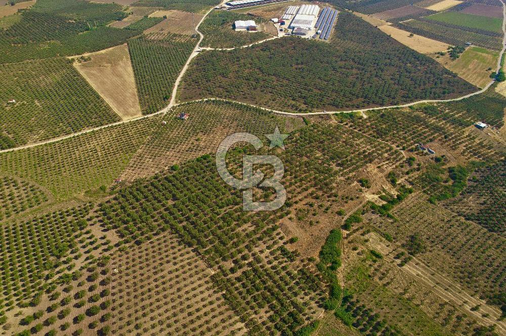 DİKİLİ ÇANDARLI’DA 3.712 m2 SATILIK ZEYTİNLİK