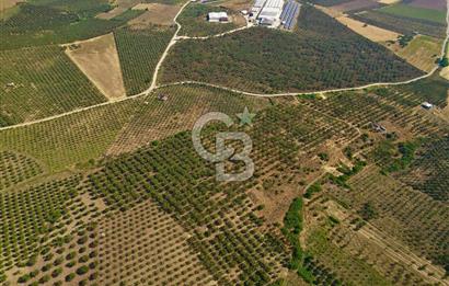 DİKİLİ ÇANDARLI’DA 3.712 m2 SATILIK ZEYTİNLİK