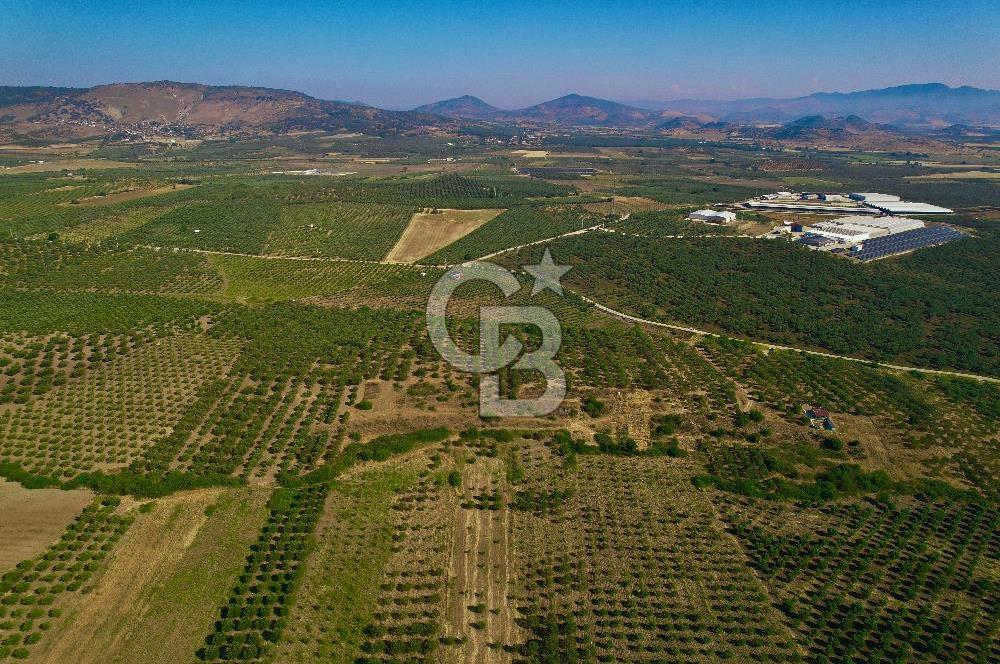 DİKİLİ ÇANDARLI’DA 3.712 m2 SATILIK ZEYTİNLİK
