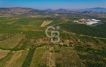 DİKİLİ ÇANDARLI’DA 3.712 m2 SATILIK ZEYTİNLİK