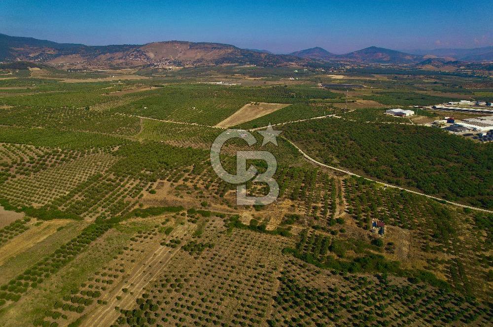 DİKİLİ ÇANDARLI’DA 3.712 m2 SATILIK ZEYTİNLİK