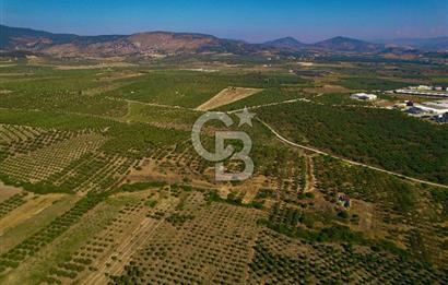 DİKİLİ ÇANDARLI’DA 3.712 m2 SATILIK ZEYTİNLİK
