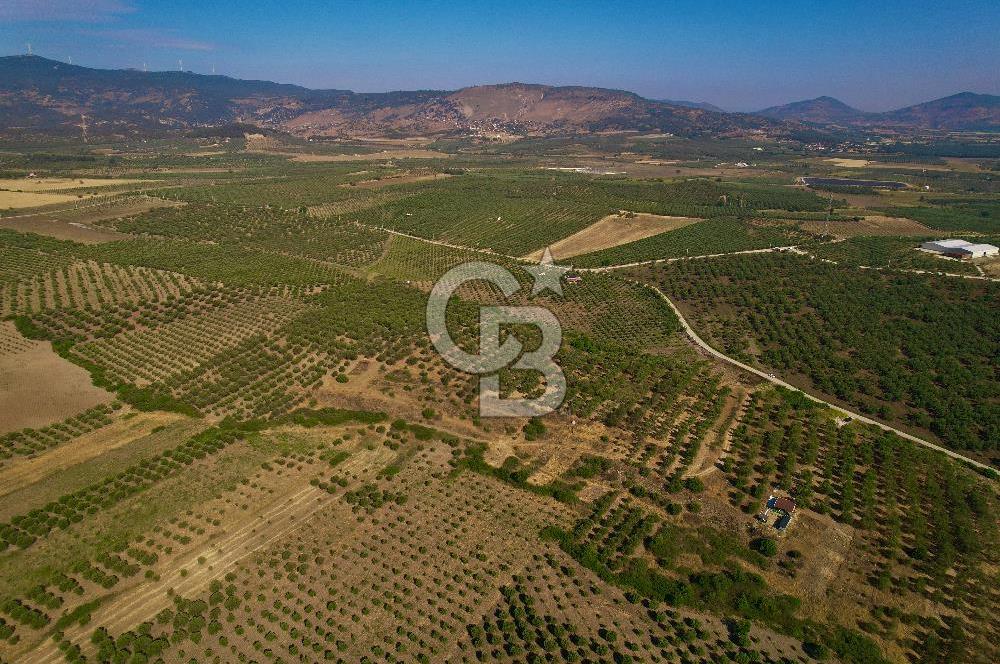 DİKİLİ ÇANDARLI 1.856 m2 SATILIK ZEYTİNLİK