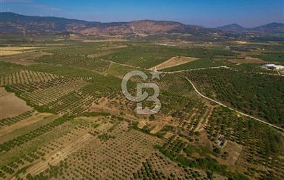 DİKİLİ ÇANDARLI 1.856 m2 SATILIK ZEYTİNLİK