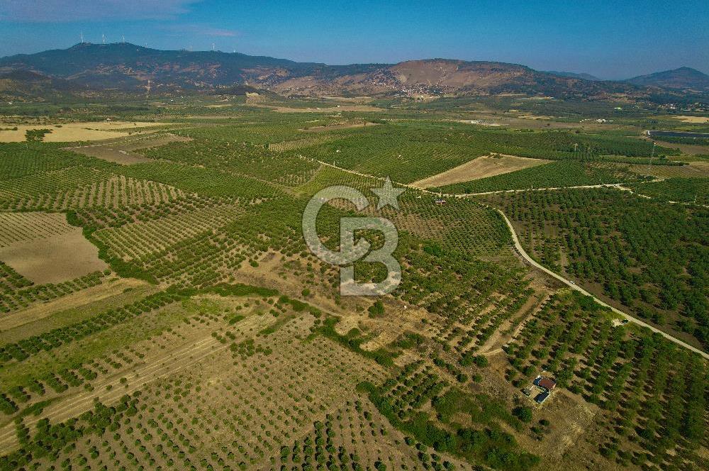 DİKİLİ ÇANDARLI’DA 3.712 m2 SATILIK ZEYTİNLİK
