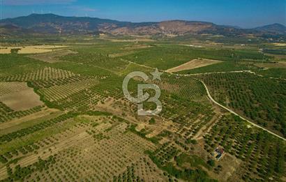 DİKİLİ ÇANDARLI’DA 3.712 m2 SATILIK ZEYTİNLİK