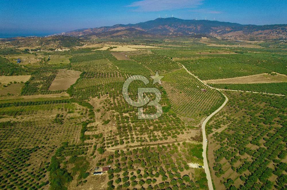 DİKİLİ ÇANDARLI’DA 3.712 m2 SATILIK ZEYTİNLİK