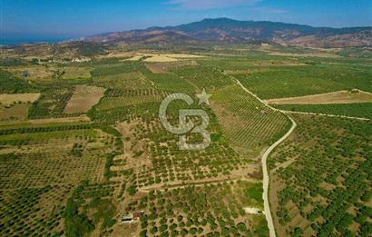 DİKİLİ ÇANDARLI’DA 3.712 m2 SATILIK ZEYTİNLİK