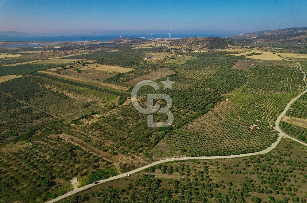 DİKİLİ ÇANDARLI’DA 3.712 m2 SATILIK ZEYTİNLİK
