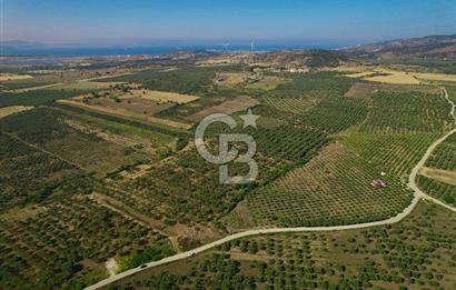 DİKİLİ ÇANDARLI’DA 3.712 m2 SATILIK ZEYTİNLİK