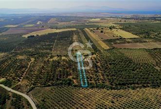 DİKİLİ ÇANDARLI 1.856 m2 SATILIK ZEYTİNLİK