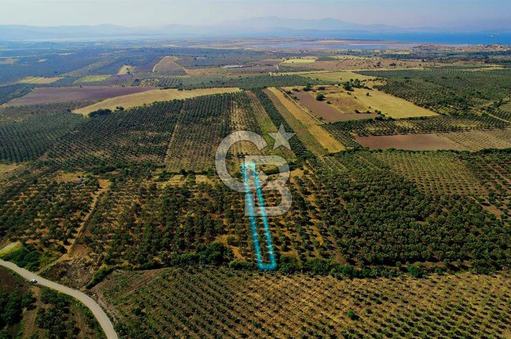 DİKİLİ ÇANDARLI’DA 3.712 m2 SATILIK ZEYTİNLİK