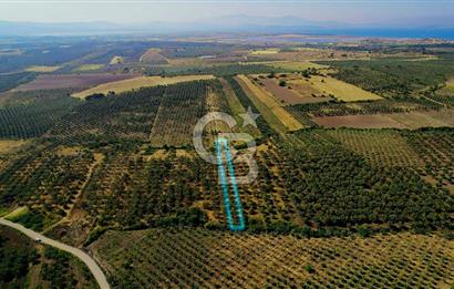 DİKİLİ ÇANDARLI’DA 3.712 m2 SATILIK ZEYTİNLİK