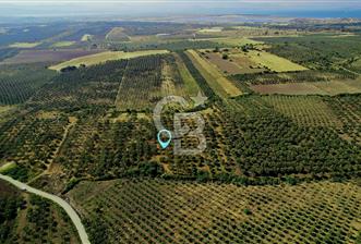 DİKİLİ ÇANDARLI’DA 3.712 m2 SATILIK ZEYTİNLİK