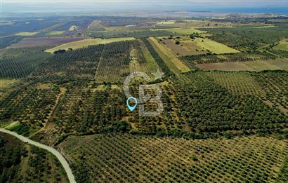 DİKİLİ ÇANDARLI’DA 3.712 m2 SATILIK ZEYTİNLİK