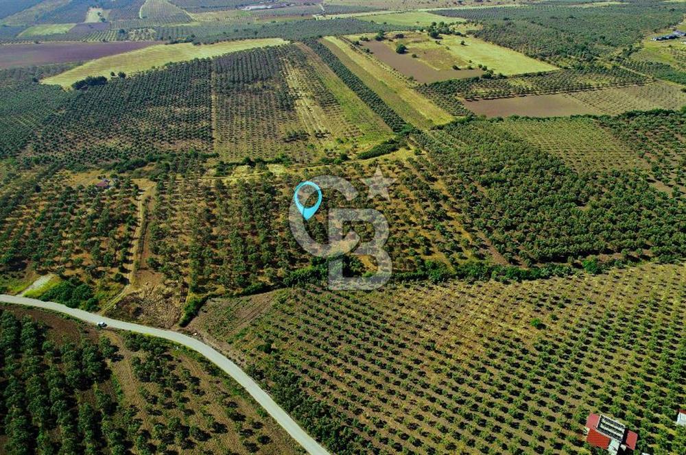 DİKİLİ ÇANDARLI 1.856 m2 SATILIK ZEYTİNLİK