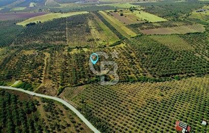 DİKİLİ ÇANDARLI 1.856 m2 SATILIK ZEYTİNLİK