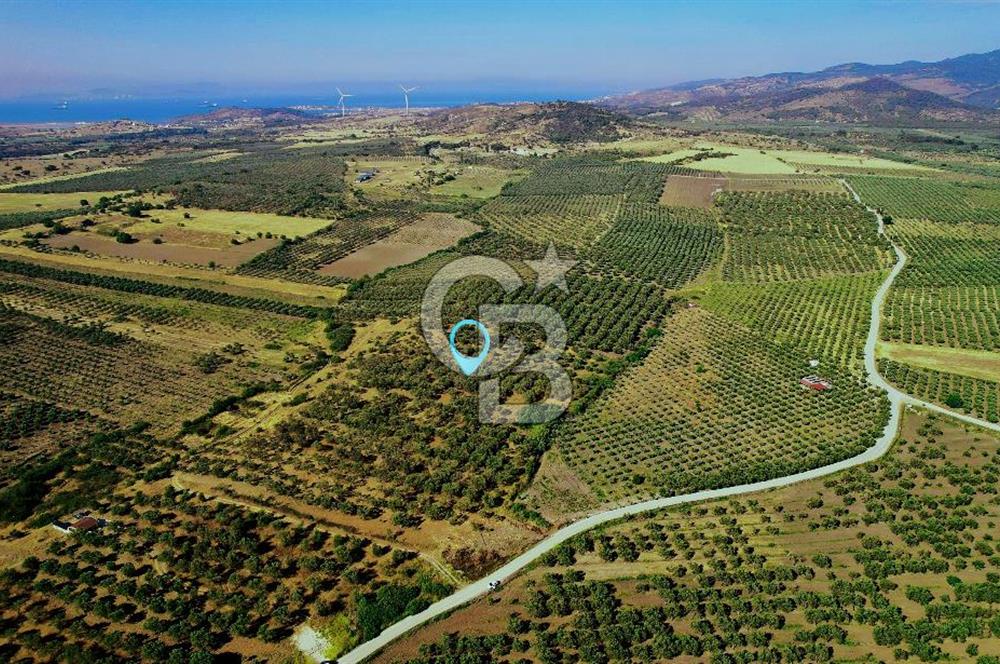 DİKİLİ ÇANDARLI’DA 3.712 m2 SATILIK ZEYTİNLİK