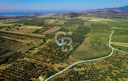 DİKİLİ ÇANDARLI’DA 3.712 m2 SATILIK ZEYTİNLİK
