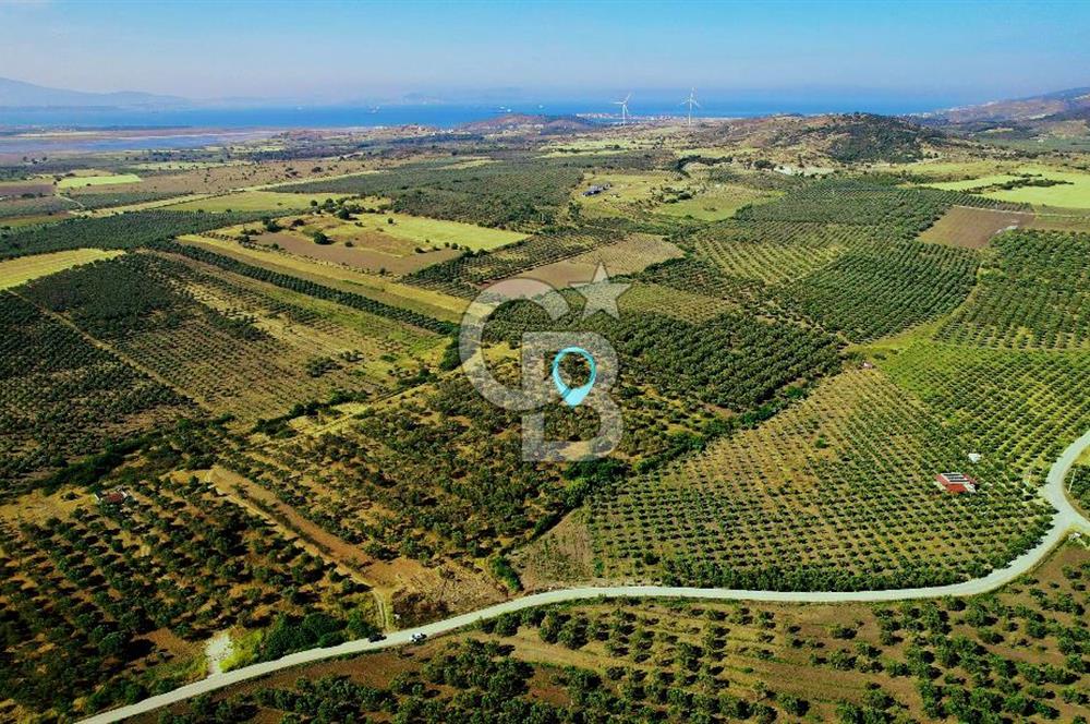 DİKİLİ ÇANDARLI 1.856 m2 SATILIK ZEYTİNLİK