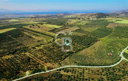 DİKİLİ ÇANDARLI 1.856 m2 SATILIK ZEYTİNLİK