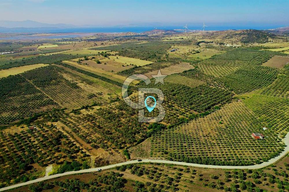 DİKİLİ ÇANDARLI’DA 3.712 m2 SATILIK ZEYTİNLİK