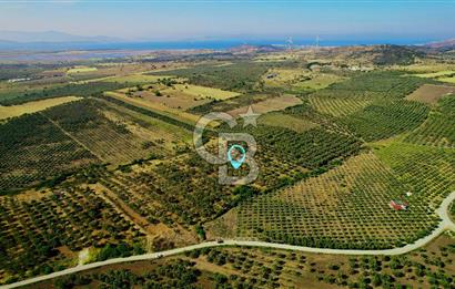 DİKİLİ ÇANDARLI’DA 3.712 m2 SATILIK ZEYTİNLİK