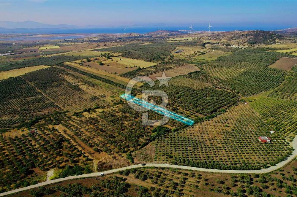 DİKİLİ ÇANDARLI’DA 3.712 m2 SATILIK ZEYTİNLİK