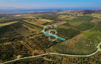 DİKİLİ ÇANDARLI’DA 3.712 m2 SATILIK ZEYTİNLİK