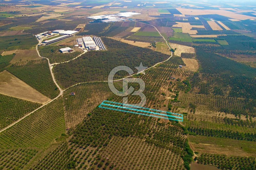 DİKİLİ ÇANDARLI’DA 3.712 m2 SATILIK ZEYTİNLİK