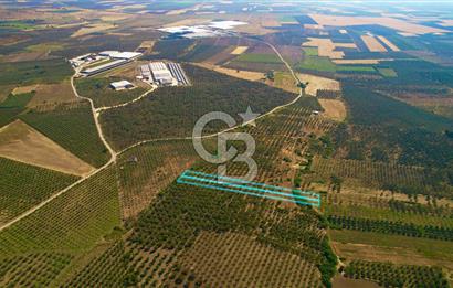 DİKİLİ ÇANDARLI’DA 3.712 m2 SATILIK ZEYTİNLİK