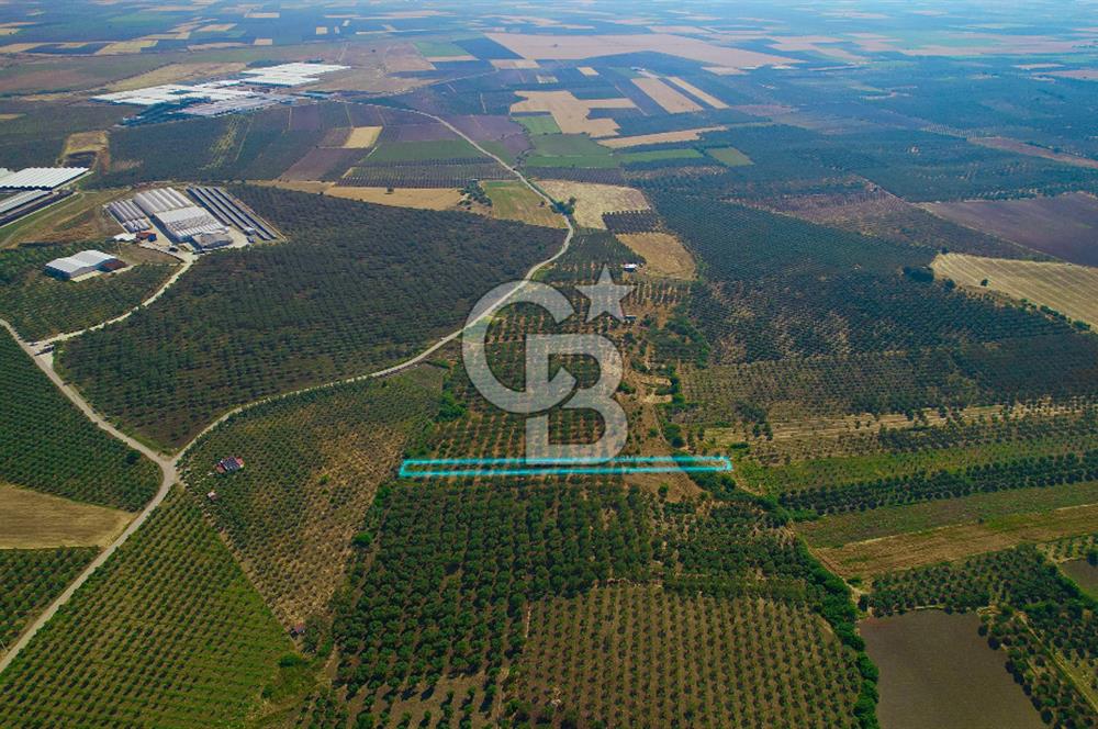 DİKİLİ ÇANDARLI’DA 3.712 m2 SATILIK ZEYTİNLİK