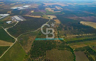 DİKİLİ ÇANDARLI’DA 3.712 m2 SATILIK ZEYTİNLİK