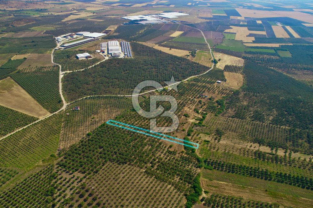 DİKİLİ ÇANDARLI 1.856 m2 SATILIK ZEYTİNLİK