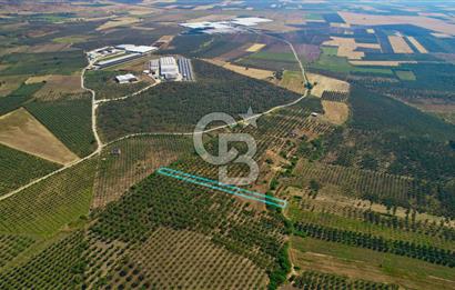 DİKİLİ ÇANDARLI 1.856 m2 SATILIK ZEYTİNLİK
