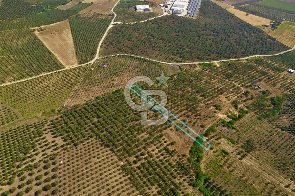 DİKİLİ ÇANDARLI’DA 3.712 m2 SATILIK ZEYTİNLİK
