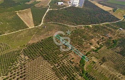 DİKİLİ ÇANDARLI’DA 3.712 m2 SATILIK ZEYTİNLİK