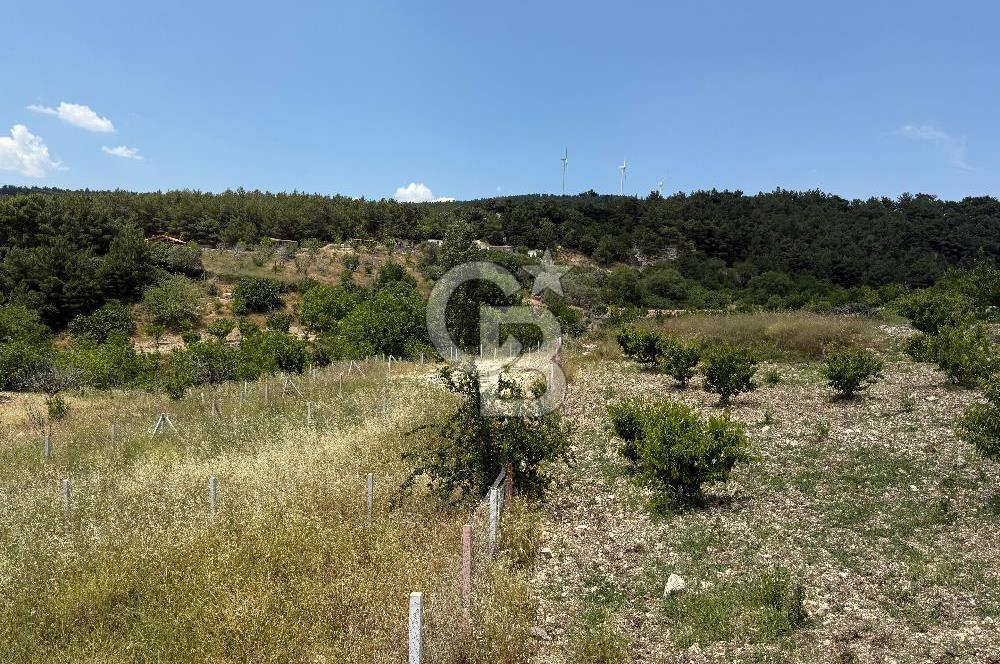 İzmir Kemalpaşa Damlacıkta Acil Satılık Arsa