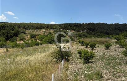 İzmir Kemalpaşa Damlacıkta Acil Satılık Arsa