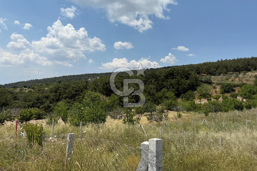 İzmir Kemalpaşa Damlacıkta Acil Satılık Arsa