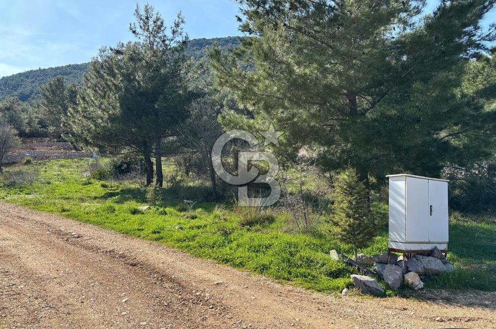 Urla Zeytinler Yeşil Çizgi Doğal Yaşam Alanı