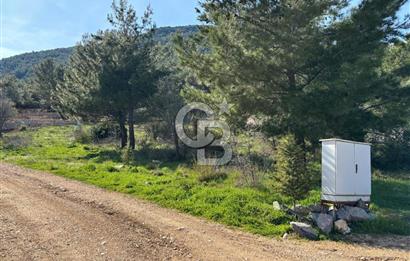 Urla Zeytinler Yeşil Çizgi Doğal Yaşam Alanı