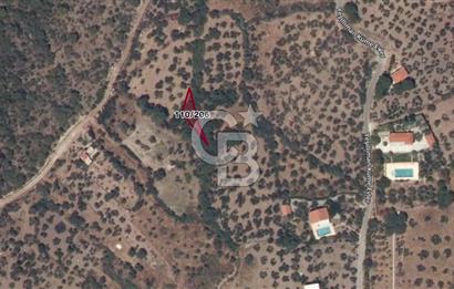Assos Korubaşı Deniz Manzaralı 235 m2 Zeytinlik
