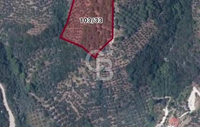 Balıkesir Marmara adası Asmalı satılık 7 dönüm tarla zeytinlik