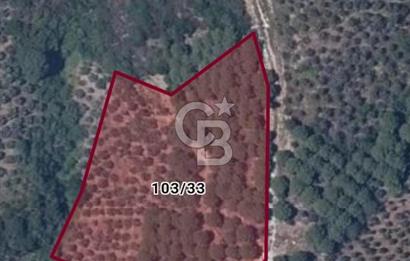Balıkesir Marmara adası Asmalı satılık 7 dönüm tarla zeytinlik