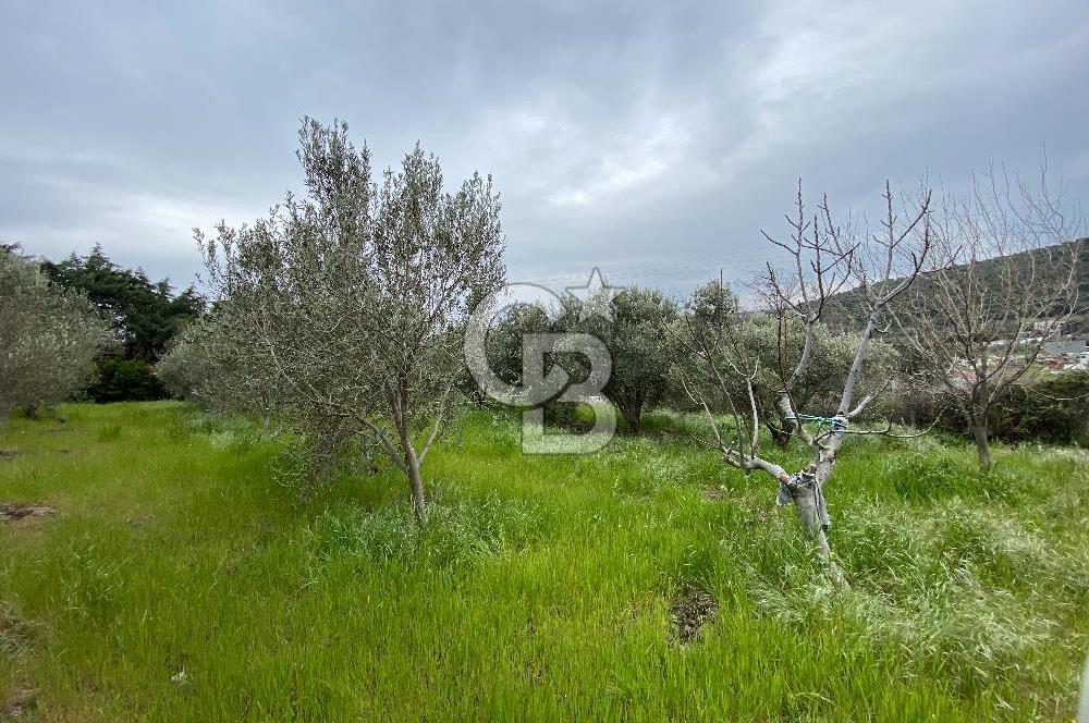 URLA DEMİRCİLİ KÖYÜ'NDE SATILIK 3+1 MÜSTAKİL EV