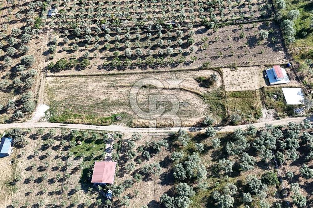 TORBALI ÇAPAKTA SATILIK ZEYTİNLİK