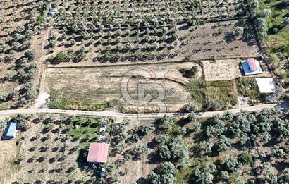TORBALI ÇAPAKTA SATILIK ZEYTİNLİK