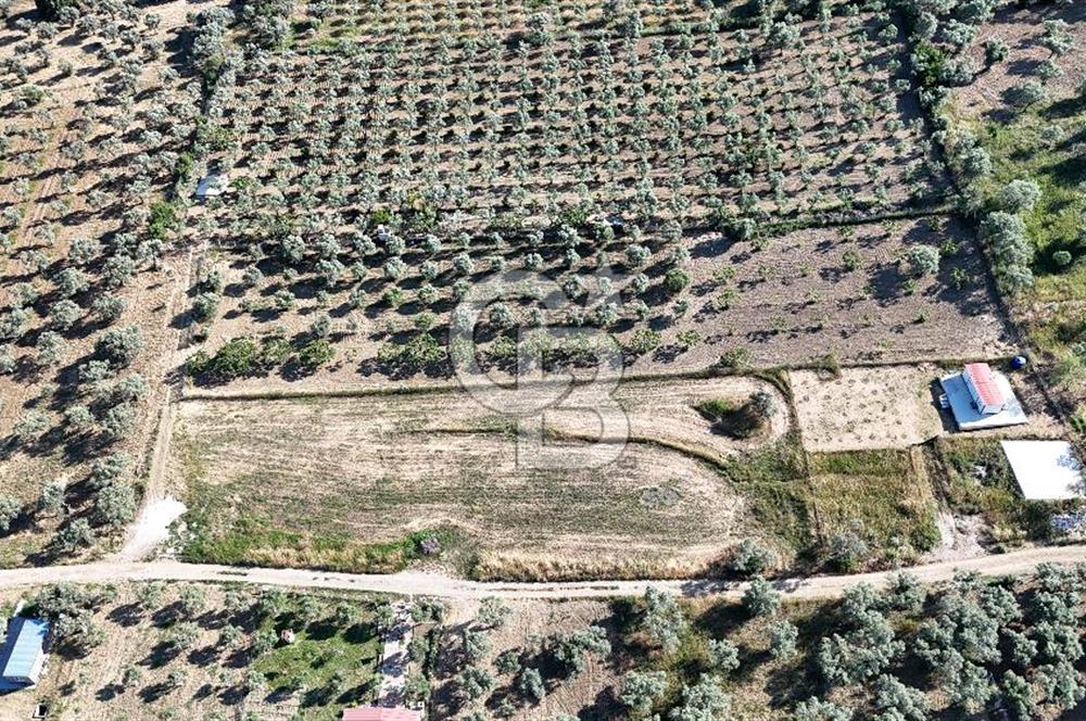 TORBALI ÇAPAKTA SATILIK ZEYTİNLİK