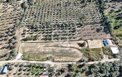 TORBALI ÇAPAKTA SATILIK ZEYTİNLİK